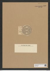 Auliscus elegans var. grunowii (A. Schm.) Rattr. (de-Toni-Nr.: Genus 171, Species 4330) Zeichnungen Sammlung Grunow Nr. 7899 (NHMW-BOT-W0377168)